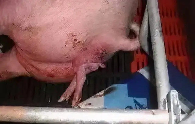ĸ̹