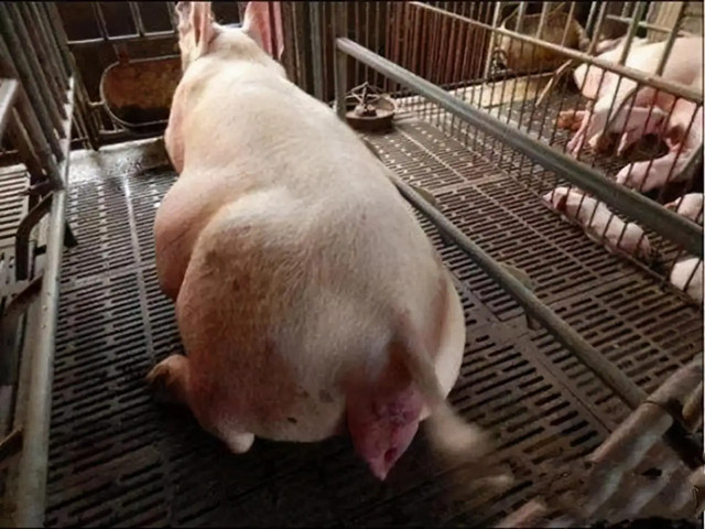 ĸ̹
