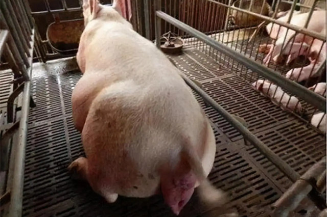 ĸ̹
